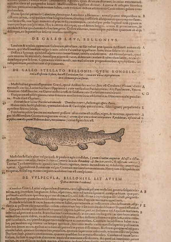 Reproducción/Reproduction 15382438719: Conradi Gesneri medici Tigurini Historiae animalium liber IV :. Francofurti :In Bibliopolio Andreae Cambieri,anno MDCIIII [1604]