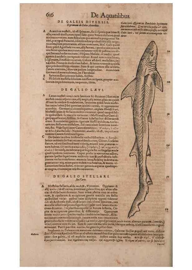 Reproducción/Reproduction 14948322414: Conradi Gesneri medici Tigurini Historiae animalium liber IV :. Francofurti :In Bibliopolio Andreae Cambieri,anno MDCIIII [1604]