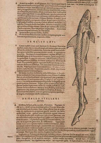 Reproducción/Reproduction 14948322414: Conradi Gesneri medici Tigurini Historiae animalium liber IV :. Francofurti :In Bibliopolio Andreae Cambieri,anno MDCIIII [1604]