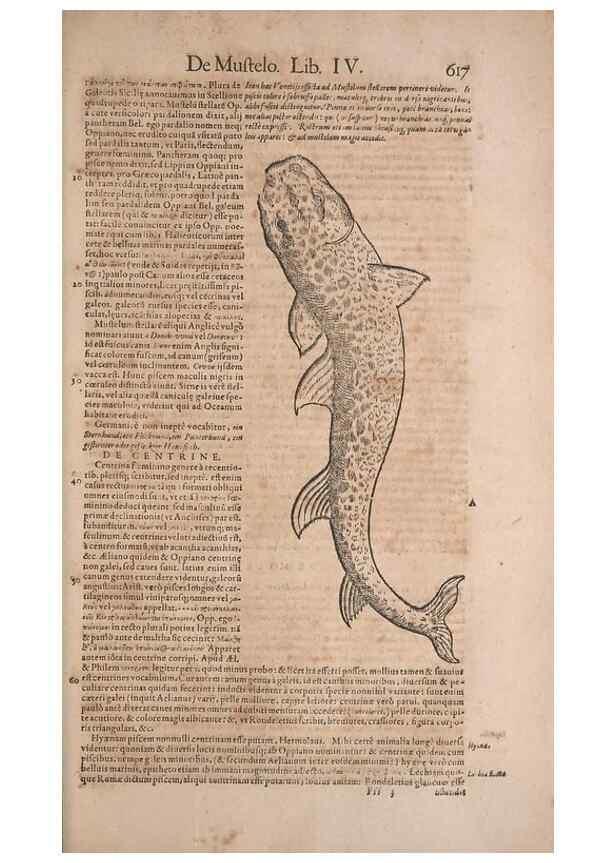 Reproducción/Reproduction 15382442309: Conradi Gesneri medici Tigurini Historiae animalium liber IV :. Francofurti :In Bibliopolio Andreae Cambieri,anno MDCIIII [1604]
