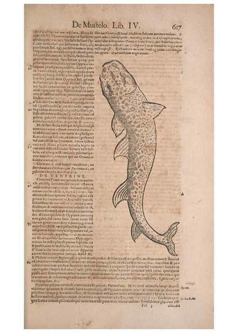 Reproducción/Reproduction 15382442309: Conradi Gesneri medici Tigurini Historiae animalium liber IV :. Francofurti :In Bibliopolio Andreae Cambieri,anno MDCIIII [1604]