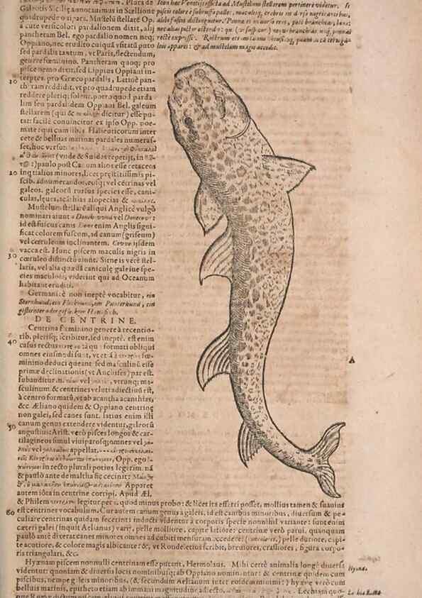 Reproducción/Reproduction 15382442309: Conradi Gesneri medici Tigurini Historiae animalium liber IV :. Francofurti :In Bibliopolio Andreae Cambieri,anno MDCIIII [1604]