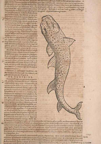 Reproducción/Reproduction 15382442309: Conradi Gesneri medici Tigurini Historiae animalium liber IV :. Francofurti :In Bibliopolio Andreae Cambieri,anno MDCIIII [1604]