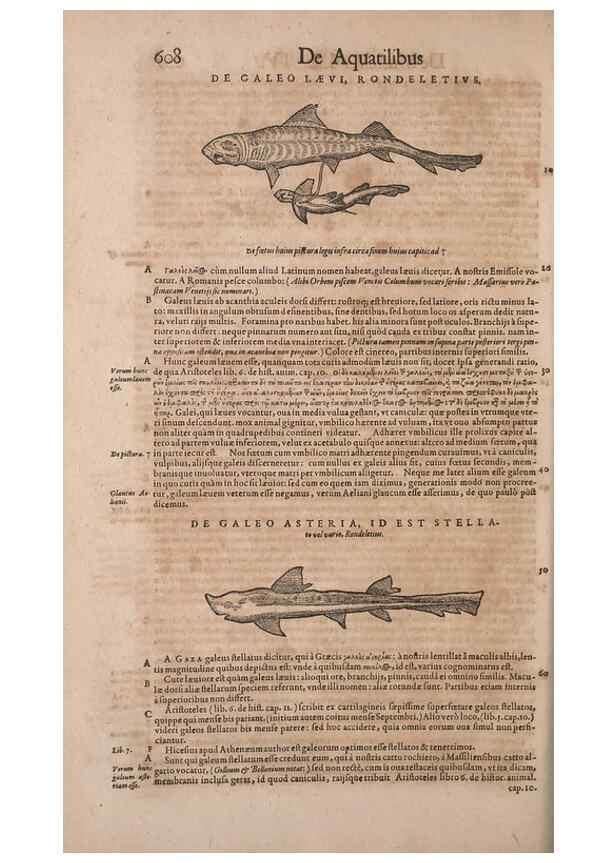 Reproducción/Reproduction 15382429189: Conradi Gesneri medici Tigurini Historiae animalium liber IV :. Francofurti :In Bibliopolio Andreae Cambieri,anno MDCIIII [1604]