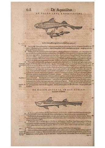 Reproducción/Reproduction 15382429189: Conradi Gesneri medici Tigurini Historiae animalium liber IV :. Francofurti :In Bibliopolio Andreae Cambieri,anno MDCIIII [1604]
