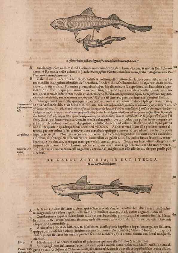 Reproducción/Reproduction 15382429189: Conradi Gesneri medici Tigurini Historiae animalium liber IV :. Francofurti :In Bibliopolio Andreae Cambieri,anno MDCIIII [1604]