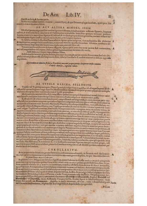 Reproducción/Reproduction 15544657856: Conradi Gesneri medici Tigurini Historiae animalium liber IV :. Francofurti :In Bibliopolio Andreae Cambieri,anno MDCIIII [1604]