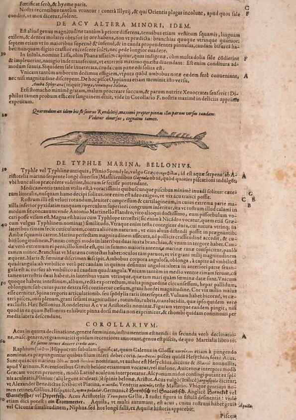 Reproducción/Reproduction 15544657856: Conradi Gesneri medici Tigurini Historiae animalium liber IV :. Francofurti :In Bibliopolio Andreae Cambieri,anno MDCIIII [1604]