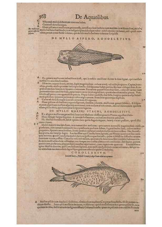 Reproducción/Reproduction 14948292394: Conradi Gesneri medici Tigurini Historiae animalium liber IV :. Francofurti :In Bibliopolio Andreae Cambieri,anno MDCIIII [1604]