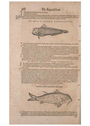 Reproducción/Reproduction 14948292394: Conradi Gesneri medici Tigurini Historiae animalium liber IV :. Francofurti :In Bibliopolio Andreae Cambieri,anno MDCIIII [1604]