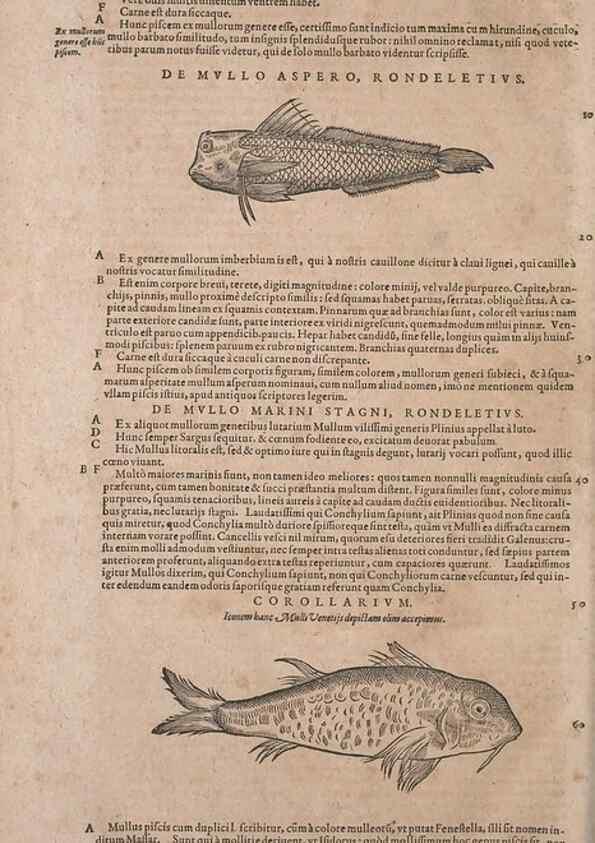 Reproducción/Reproduction 14948292394: Conradi Gesneri medici Tigurini Historiae animalium liber IV :. Francofurti :In Bibliopolio Andreae Cambieri,anno MDCIIII [1604]
