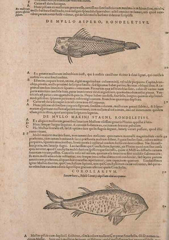Reproducción/Reproduction 14948292394: Conradi Gesneri medici Tigurini Historiae animalium liber IV :. Francofurti :In Bibliopolio Andreae Cambieri,anno MDCIIII [1604]