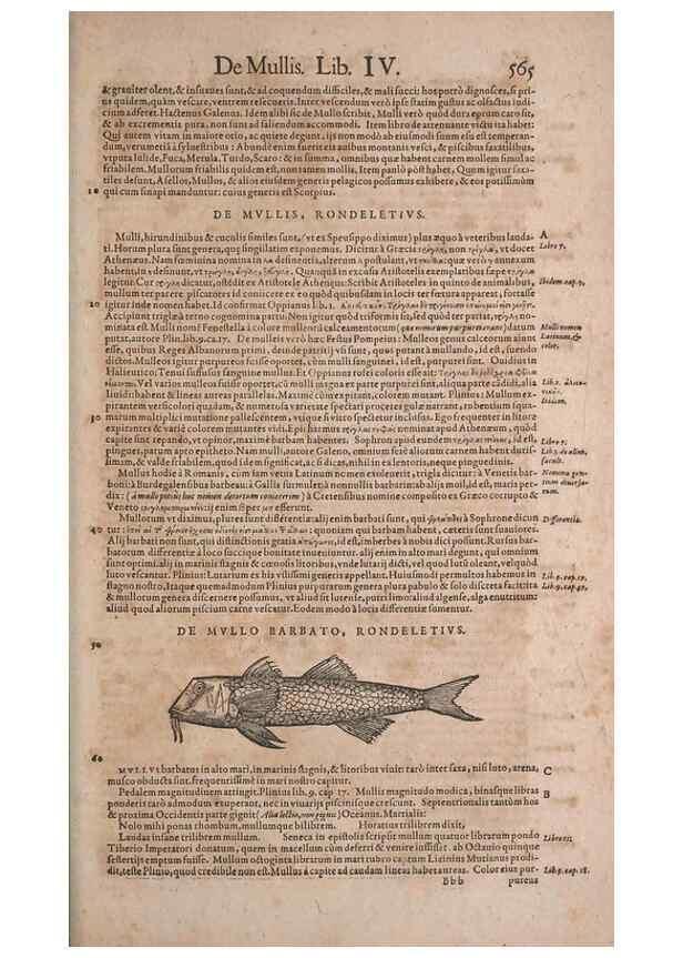 Reproducción/Reproduction 14948867613: Conradi Gesneri medici Tigurini Historiae animalium liber IV :. Francofurti :In Bibliopolio Andreae Cambieri,anno MDCIIII [1604]