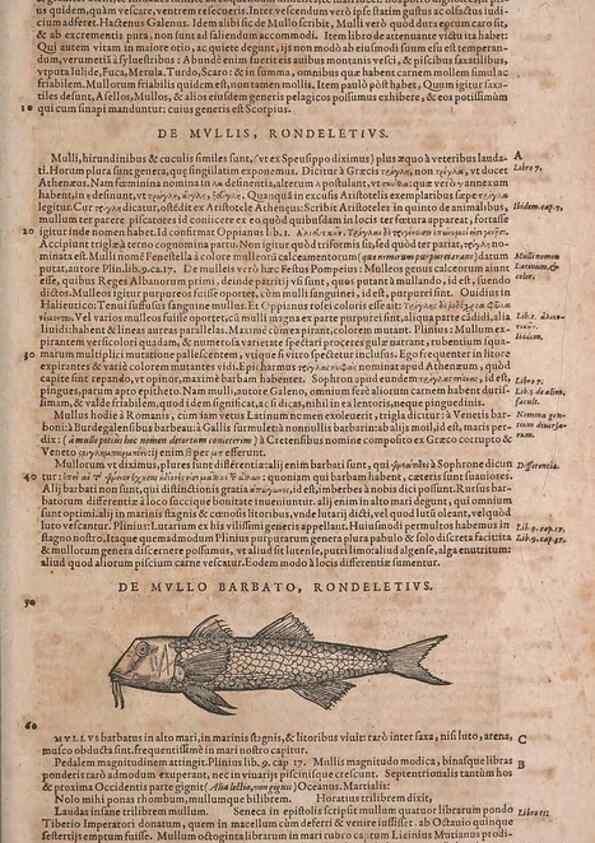 Reproducción/Reproduction 14948867613: Conradi Gesneri medici Tigurini Historiae animalium liber IV :. Francofurti :In Bibliopolio Andreae Cambieri,anno MDCIIII [1604]