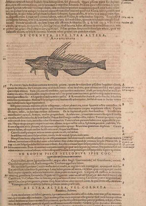 Reproducción/Reproduction 15566334201: Conradi Gesneri medici Tigurini Historiae animalium liber IV :. Francofurti :In Bibliopolio Andreae Cambieri,anno MDCIIII [1604]