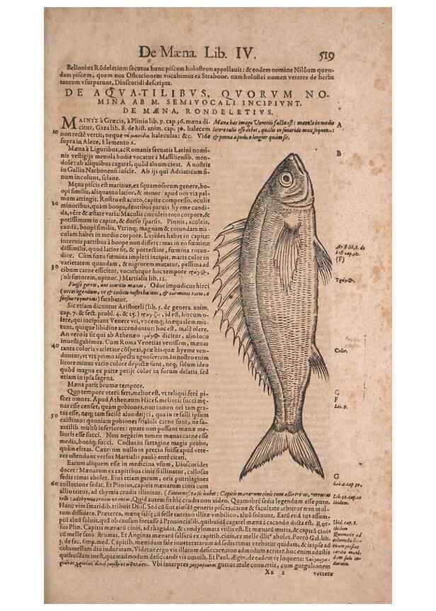 Reproducción/Reproduction 15382857878: Conradi Gesneri medici Tigurini Historiae animalium liber IV :. Francofurti :In Bibliopolio Andreae Cambieri,anno MDCIIII [1604]