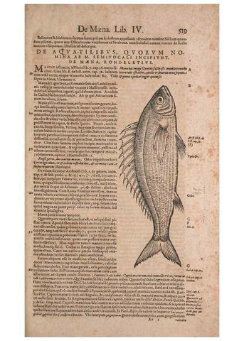 Reproducción/Reproduction 15382857878: Conradi Gesneri medici Tigurini Historiae animalium liber IV :. Francofurti :In Bibliopolio Andreae Cambieri,anno MDCIIII [1604]