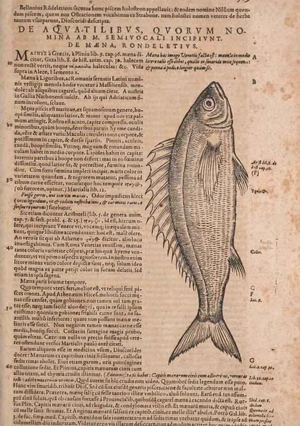 Reproducción/Reproduction 15382857878: Conradi Gesneri medici Tigurini Historiae animalium liber IV :. Francofurti :In Bibliopolio Andreae Cambieri,anno MDCIIII [1604]