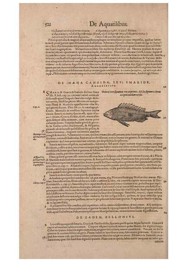 Reproducción/Reproduction 15566338411: Conradi Gesneri medici Tigurini Historiae animalium liber IV :. Francofurti :In Bibliopolio Andreae Cambieri,anno MDCIIII [1604]