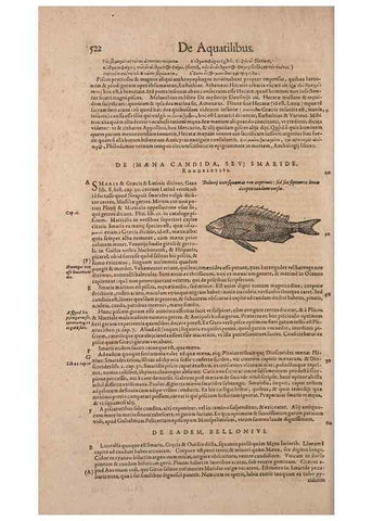 Reproducción/Reproduction 15566338411: Conradi Gesneri medici Tigurini Historiae animalium liber IV :. Francofurti :In Bibliopolio Andreae Cambieri,anno MDCIIII [1604]