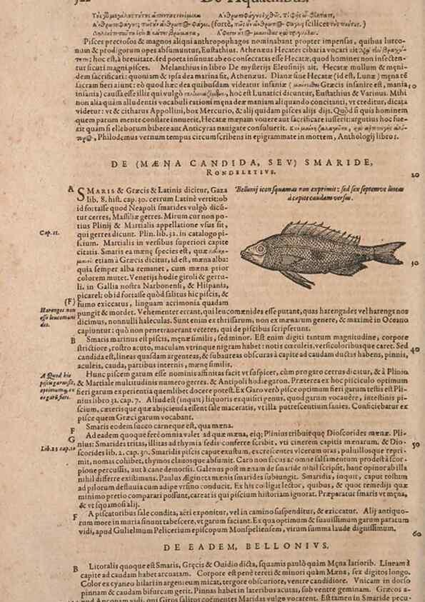 Reproducción/Reproduction 15566338411: Conradi Gesneri medici Tigurini Historiae animalium liber IV :. Francofurti :In Bibliopolio Andreae Cambieri,anno MDCIIII [1604]
