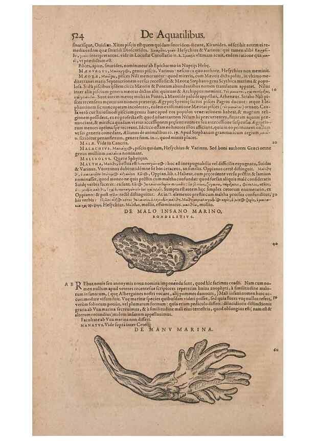 Reproducción/Reproduction 14948840753: Conradi Gesneri medici Tigurini Historiae animalium liber IV :. Francofurti :In Bibliopolio Andreae Cambieri,anno MDCIIII [1604]