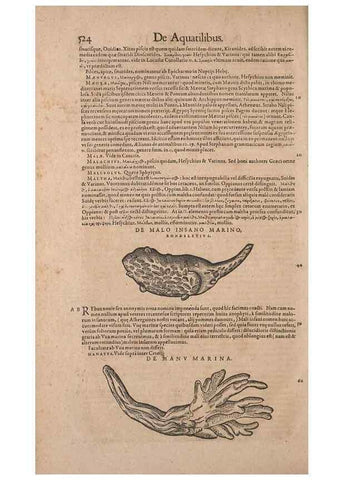 Reproducción/Reproduction 14948840753: Conradi Gesneri medici Tigurini Historiae animalium liber IV :. Francofurti :In Bibliopolio Andreae Cambieri,anno MDCIIII [1604]
