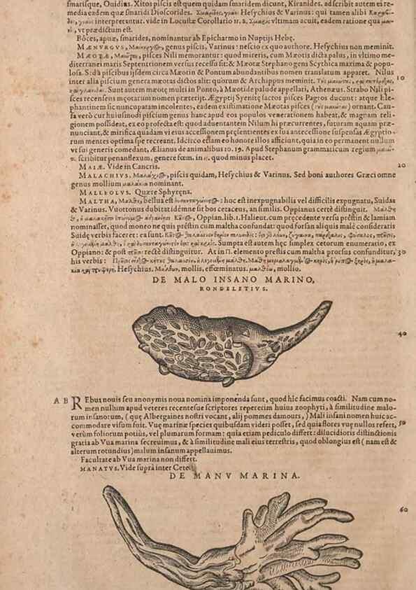 Reproducción/Reproduction 14948840753: Conradi Gesneri medici Tigurini Historiae animalium liber IV :. Francofurti :In Bibliopolio Andreae Cambieri,anno MDCIIII [1604]