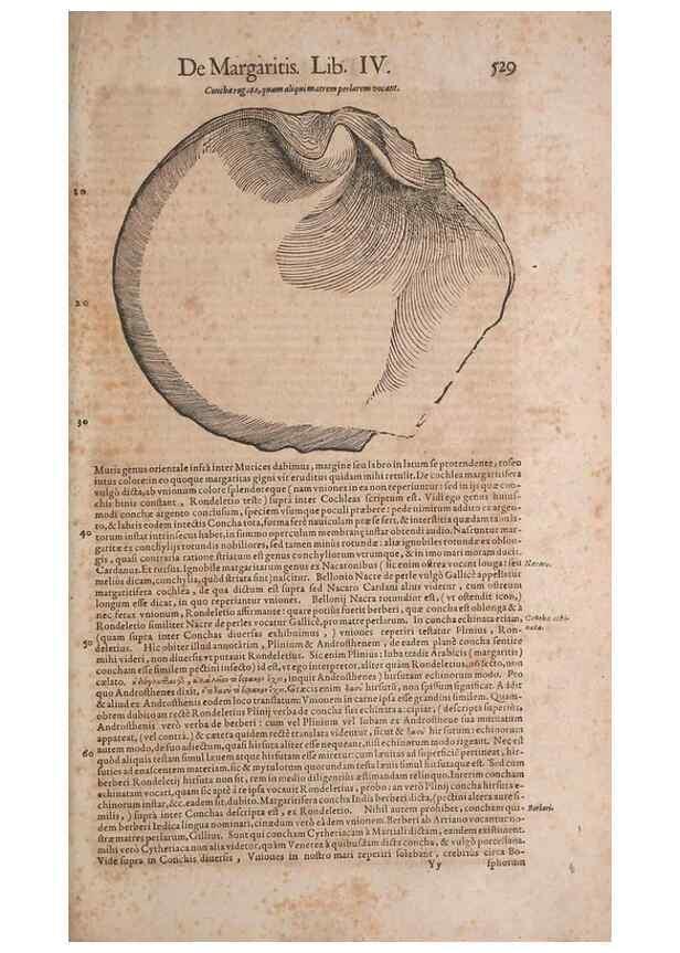 Reproducción/Reproduction 15569852822: Conradi Gesneri medici Tigurini Historiae animalium liber IV :. Francofurti :In Bibliopolio Andreae Cambieri,anno MDCIIII [1604]