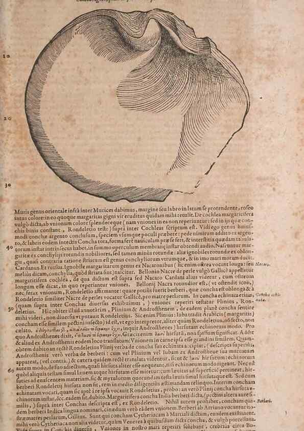 Reproducción/Reproduction 15569852822: Conradi Gesneri medici Tigurini Historiae animalium liber IV :. Francofurti :In Bibliopolio Andreae Cambieri,anno MDCIIII [1604]