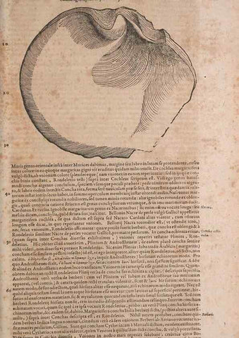 Reproducción/Reproduction 15569852822: Conradi Gesneri medici Tigurini Historiae animalium liber IV :. Francofurti :In Bibliopolio Andreae Cambieri,anno MDCIIII [1604]