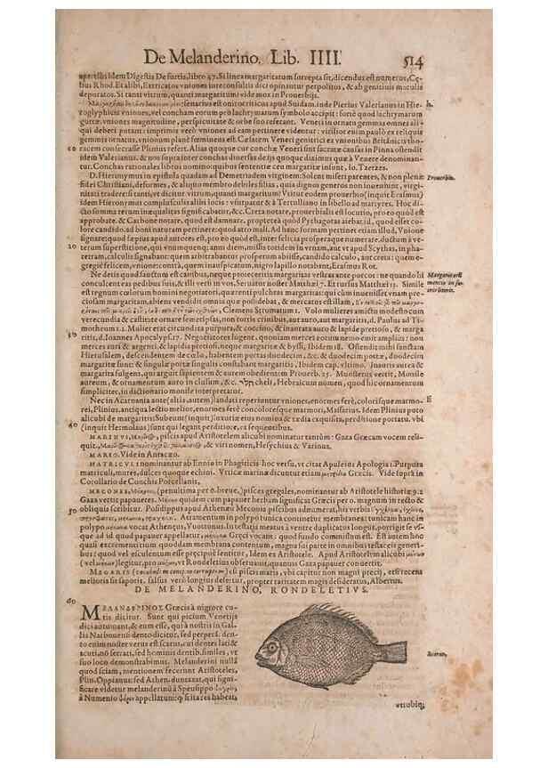 Reproducción/Reproduction 15382865498: Conradi Gesneri medici Tigurini Historiae animalium liber IV :. Francofurti :In Bibliopolio Andreae Cambieri,anno MDCIIII [1604]