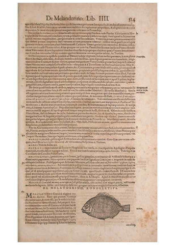 Reproducción/Reproduction 15382865498: Conradi Gesneri medici Tigurini Historiae animalium liber IV :. Francofurti :In Bibliopolio Andreae Cambieri,anno MDCIIII [1604]