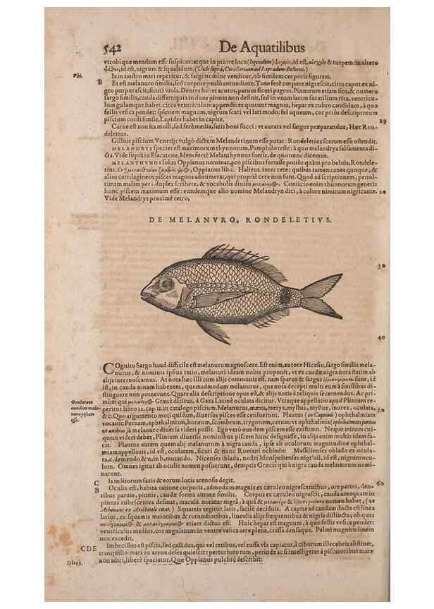 Reproducción/Reproduction 15383010487: Conradi Gesneri medici Tigurini Historiae animalium liber IV :. Francofurti :In Bibliopolio Andreae Cambieri,anno MDCIIII [1604]