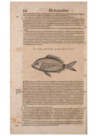 Reproducción/Reproduction 15383010487: Conradi Gesneri medici Tigurini Historiae animalium liber IV :. Francofurti :In Bibliopolio Andreae Cambieri,anno MDCIIII [1604]