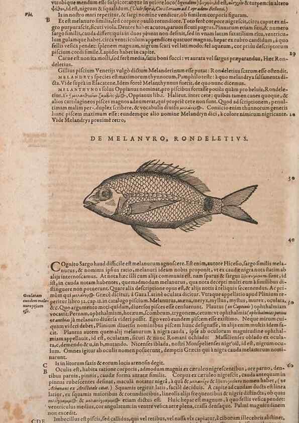 Reproducción/Reproduction 15383010487: Conradi Gesneri medici Tigurini Historiae animalium liber IV :. Francofurti :In Bibliopolio Andreae Cambieri,anno MDCIIII [1604]
