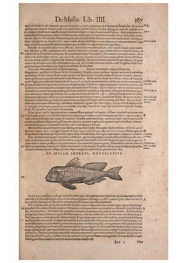 Reproducción/Reproduction 15383033147: Conradi Gesneri medici Tigurini Historiae animalium liber IV :. Francofurti :In Bibliopolio Andreae Cambieri,anno MDCIIII [1604]