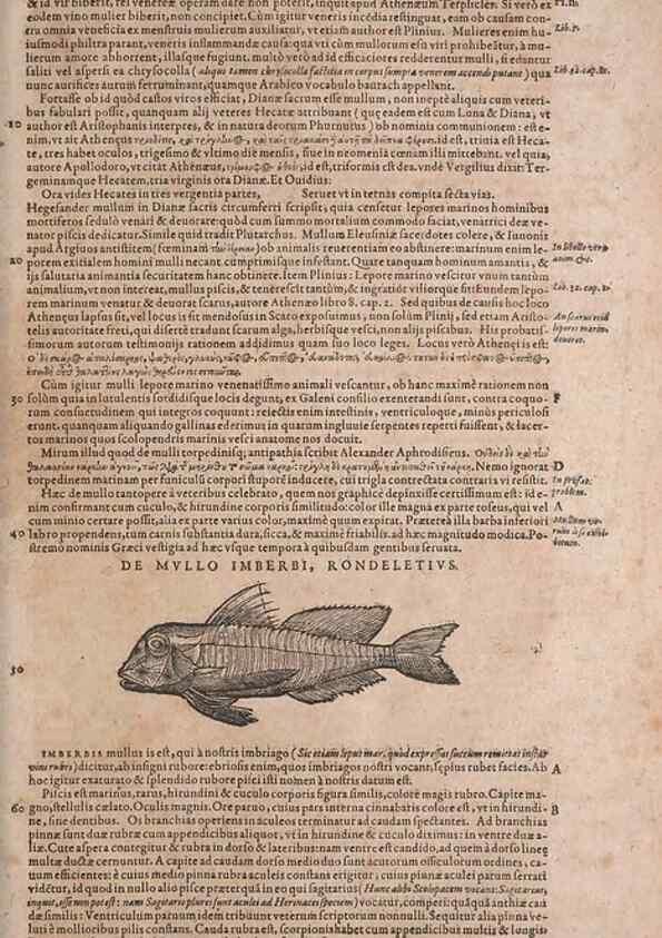Reproducción/Reproduction 15383033147: Conradi Gesneri medici Tigurini Historiae animalium liber IV :. Francofurti :In Bibliopolio Andreae Cambieri,anno MDCIIII [1604]