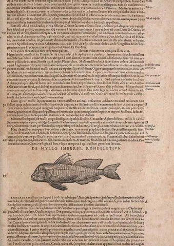 Reproducción/Reproduction 15383033147: Conradi Gesneri medici Tigurini Historiae animalium liber IV :. Francofurti :In Bibliopolio Andreae Cambieri,anno MDCIIII [1604]