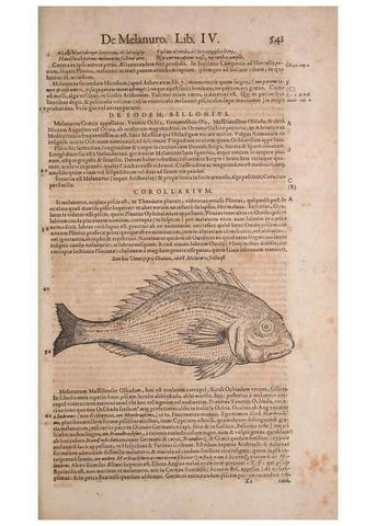 Reproducción/Reproduction 15382869388: Conradi Gesneri medici Tigurini Historiae animalium liber IV :. Francofurti :In Bibliopolio Andreae Cambieri,anno MDCIIII [1604]