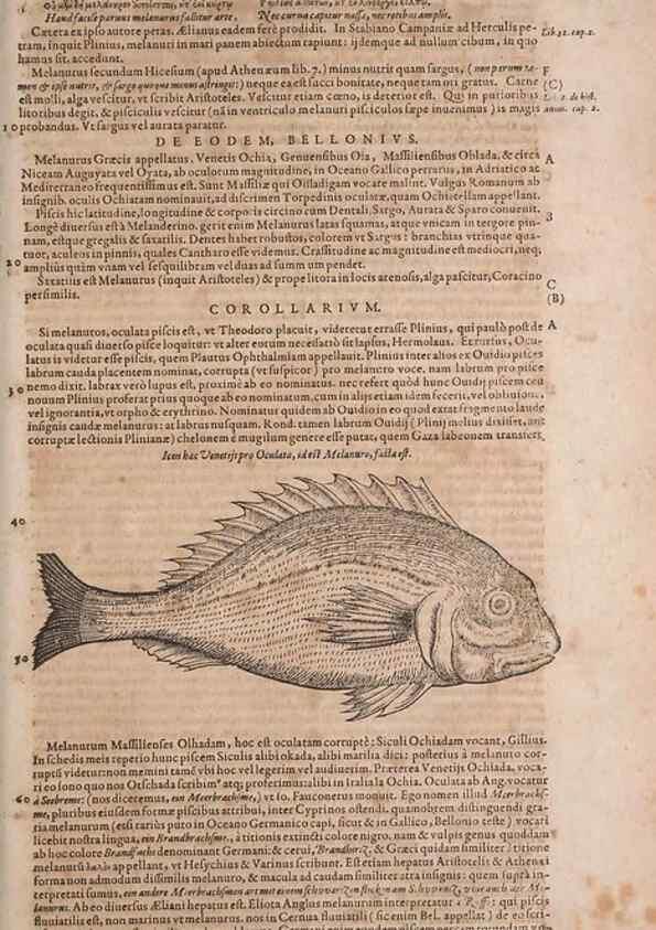 Reproducción/Reproduction 15382869388: Conradi Gesneri medici Tigurini Historiae animalium liber IV :. Francofurti :In Bibliopolio Andreae Cambieri,anno MDCIIII [1604]