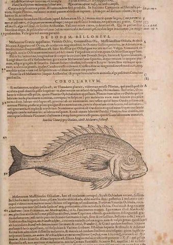 Reproducción/Reproduction 15382869388: Conradi Gesneri medici Tigurini Historiae animalium liber IV :. Francofurti :In Bibliopolio Andreae Cambieri,anno MDCIIII [1604]