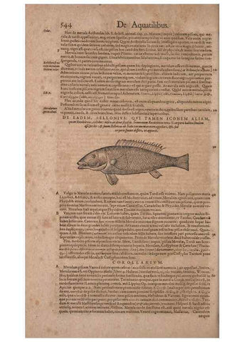 Reproducción/Reproduction 15569863332: Conradi Gesneri medici Tigurini Historiae animalium liber IV :. Francofurti :In Bibliopolio Andreae Cambieri,anno MDCIIII [1604]