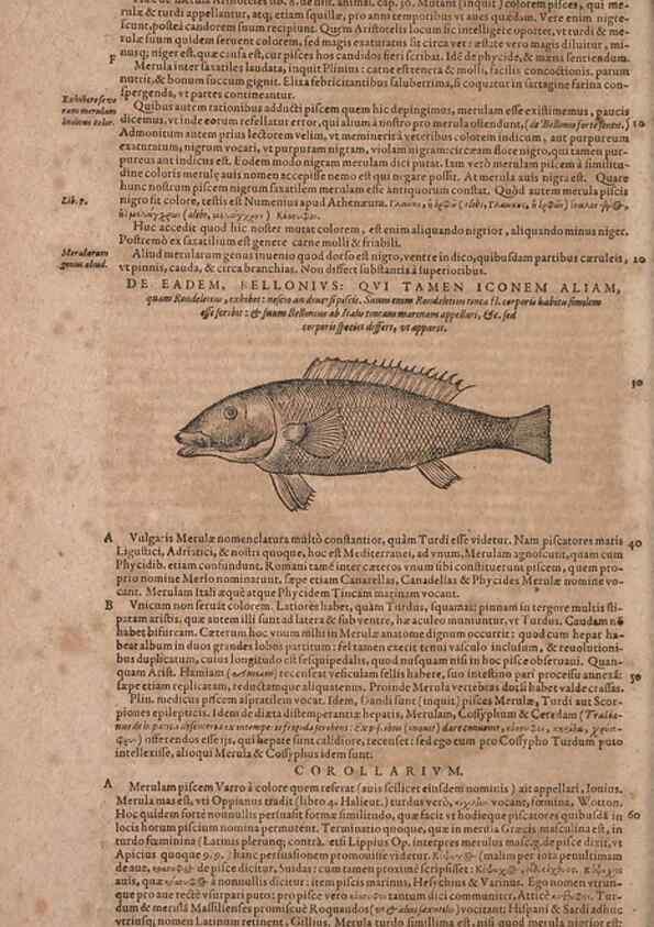Reproducción/Reproduction 15569863332: Conradi Gesneri medici Tigurini Historiae animalium liber IV :. Francofurti :In Bibliopolio Andreae Cambieri,anno MDCIIII [1604]