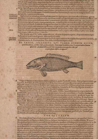 Reproducción/Reproduction 15569863332: Conradi Gesneri medici Tigurini Historiae animalium liber IV :. Francofurti :In Bibliopolio Andreae Cambieri,anno MDCIIII [1604]