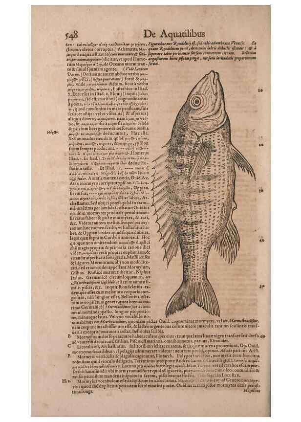 Reproducción/Reproduction 15569865442: Conradi Gesneri medici Tigurini Historiae animalium liber IV :. Francofurti :In Bibliopolio Andreae Cambieri,anno MDCIIII [1604]