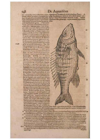 Reproducción/Reproduction 15569865442: Conradi Gesneri medici Tigurini Historiae animalium liber IV :. Francofurti :In Bibliopolio Andreae Cambieri,anno MDCIIII [1604]