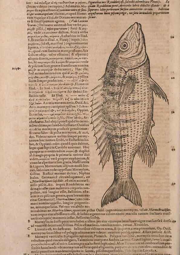 Reproducción/Reproduction 15569865442: Conradi Gesneri medici Tigurini Historiae animalium liber IV :. Francofurti :In Bibliopolio Andreae Cambieri,anno MDCIIII [1604]