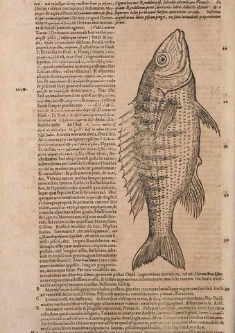Reproducción/Reproduction 15569865442: Conradi Gesneri medici Tigurini Historiae animalium liber IV :. Francofurti :In Bibliopolio Andreae Cambieri,anno MDCIIII [1604]