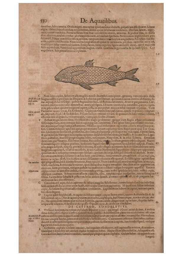Reproducción/Reproduction 15382396139: Conradi Gesneri medici Tigurini Historiae animalium liber IV :. Francofurti :In Bibliopolio Andreae Cambieri,anno MDCIIII [1604]